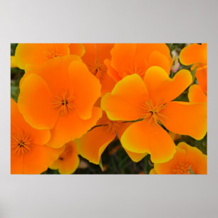 Poster d'Orange Poppies au printemps