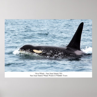 Poster d'Orca Killer Whale San Juan Island Large