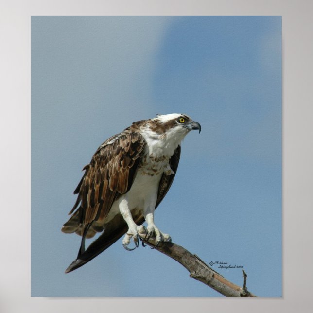 Poster d'Osprey hawk (Devant)