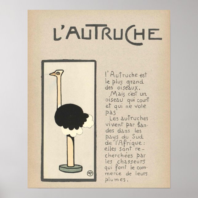 Poster d'Ostrich (Devant)