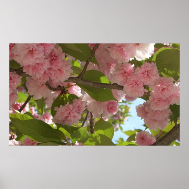 Poster Double floraison cerisier III printemps fleuri (Devant)