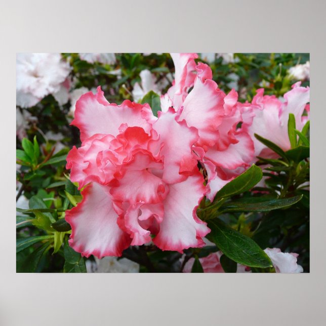Poster Double rouge et blanc Azaleas printemps floral (Devant)