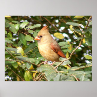Poster Douceur cardinale