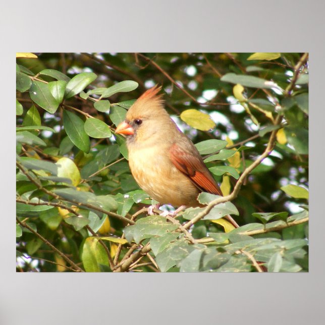 Poster Douceur cardinale (Devant)