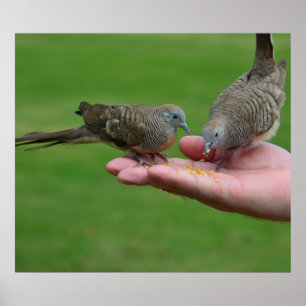 Poster Dove Birds Kauai Hawaii