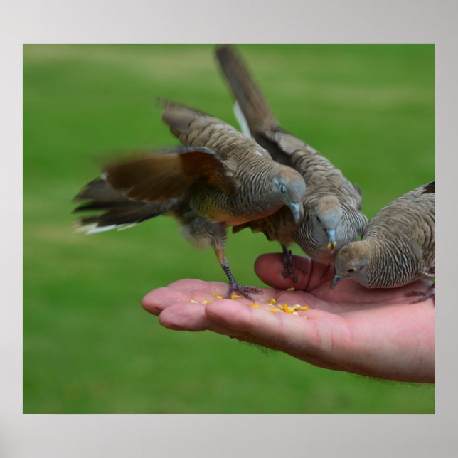 Poster Dove Birds Kauai Hawaii (Devant)
