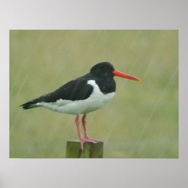 Poster d'Oystercatcher (Devant)
