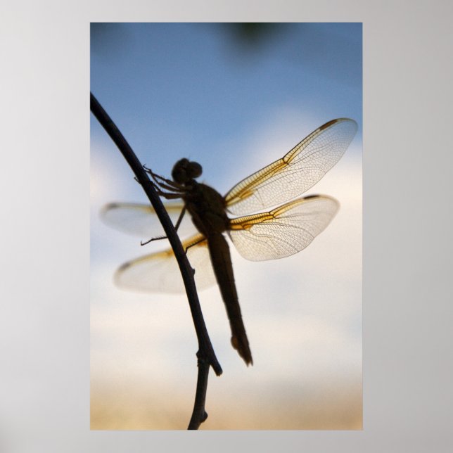 Poster Dragon au repos (Devant)