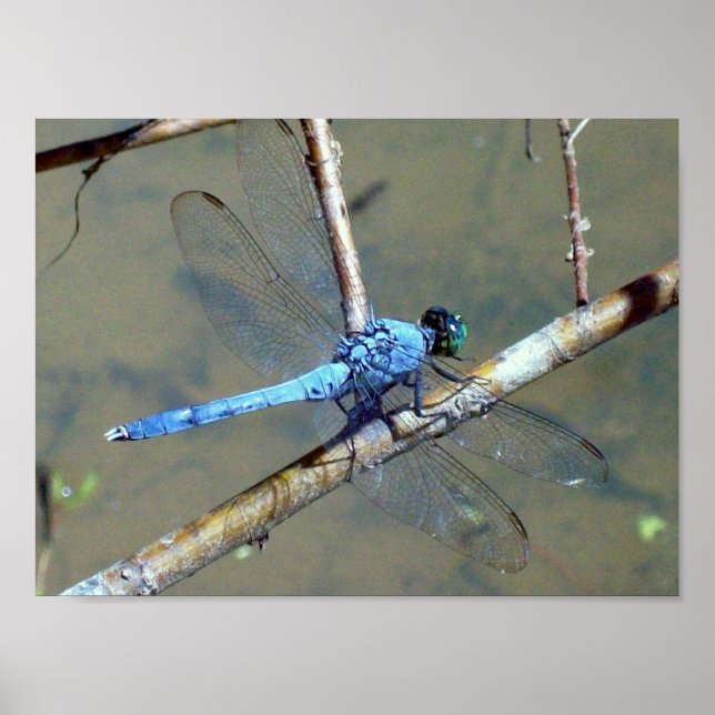 Poster Dragon bleuFly 2 (Devant)
