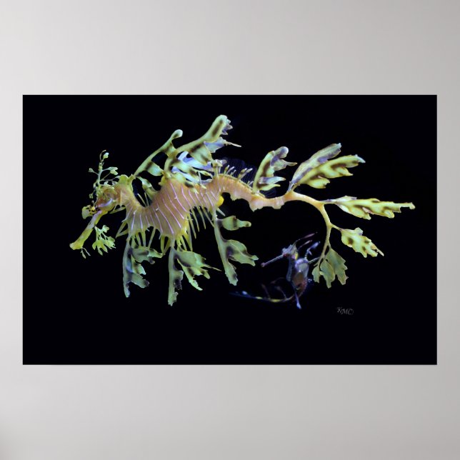 Poster Dragon de mer et Seadragon Weedy (Devant)