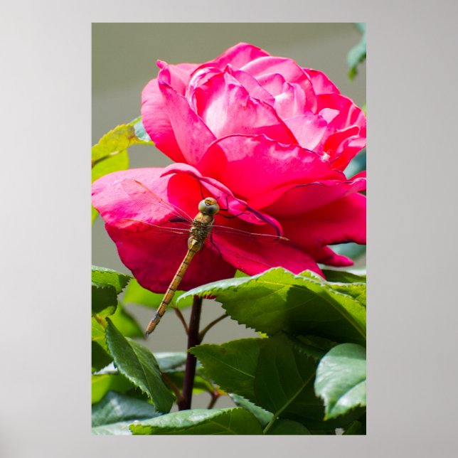 Poster Dragonfly assise sur la fleur de rose rouge (Devant)