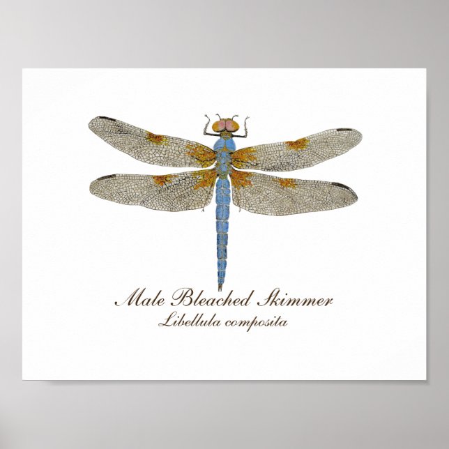Poster Dragonfly de l'écumeur blanchi mâle (Devant)