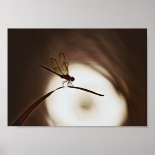 Poster Dragonfly Everglades