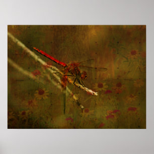 Poster Dragonfly in the Garden