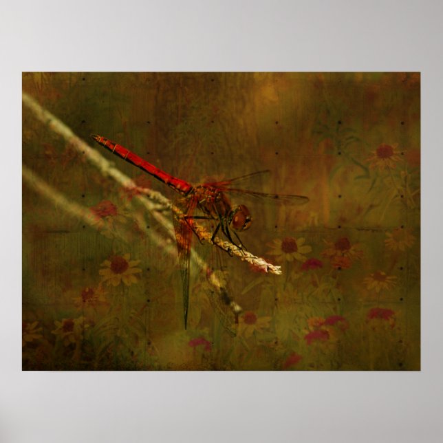 Poster Dragonfly in the Garden (Devant)