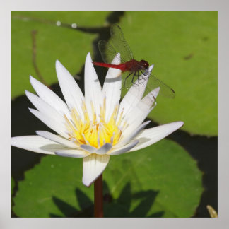Poster Dragonfly on Water Lily
