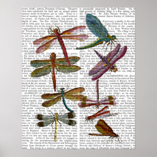 Poster Dragonfly Print 4