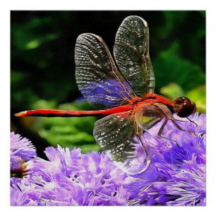 Poster Dragonfly rouge sur Violet Violet Fleurs