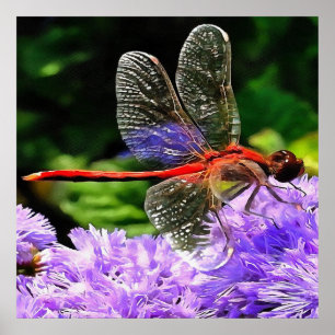 Poster Dragonfly rouge sur Violet Violet Fleurs