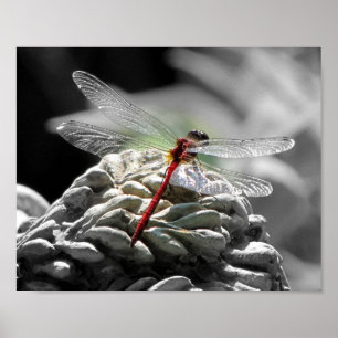 Poster Dragonfly rouge (Sympetrum vicinum)