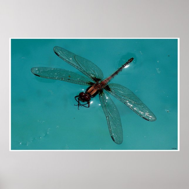 Poster Dragonfly Still Life 2 (Devant)