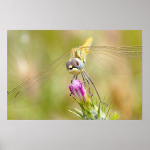 Poster Dragonfly sur la fleur