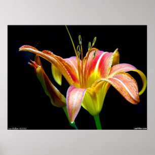Poster Dramatic Tawny Daylily