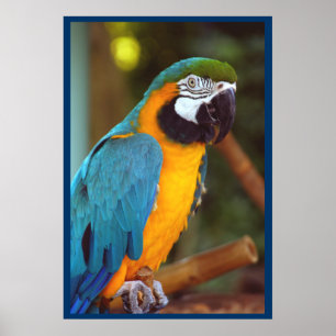 Poster Dramatique Macaw