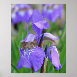Poster Drapeau bleu clair Iris Fleur