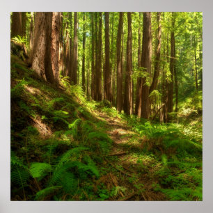 Poster Dreamy California Redwoods