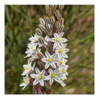 Drimia Maritima Ou L'Oignon Île