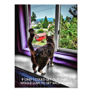 Poster drôle de chat