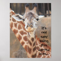 Poster drôle Giraffe (16x12) pas facile d'être mig
