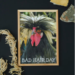 Poster Drôle Mème de poule de la journée des cheveux mauv