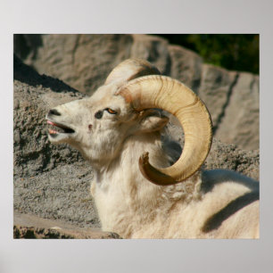 Poster Drôle rire Mouton ou Bighorn Ram