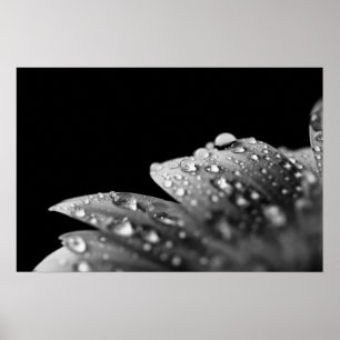 Poster Droplets (noir et blanc)