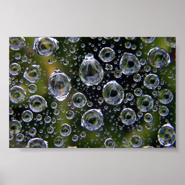 Poster Droplets Spiderweb (Devant)