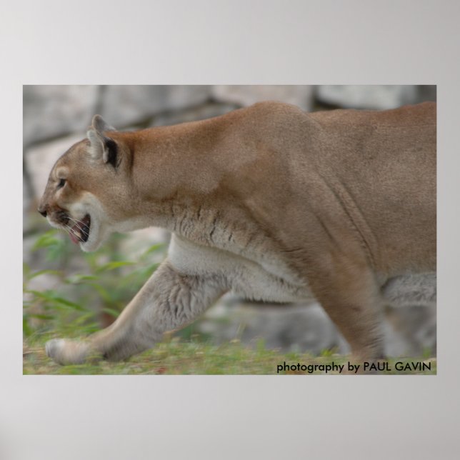 Poster DSC_0254, photo de PAUL GAVIN (Devant)