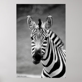 POSTER DSC_8249, Zebra Smile