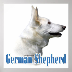 Poster du berger allemand blanc