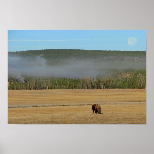 Poster du bison de Yellowstone (Devant)