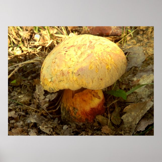 Poster du Boletus torosus (Devant)