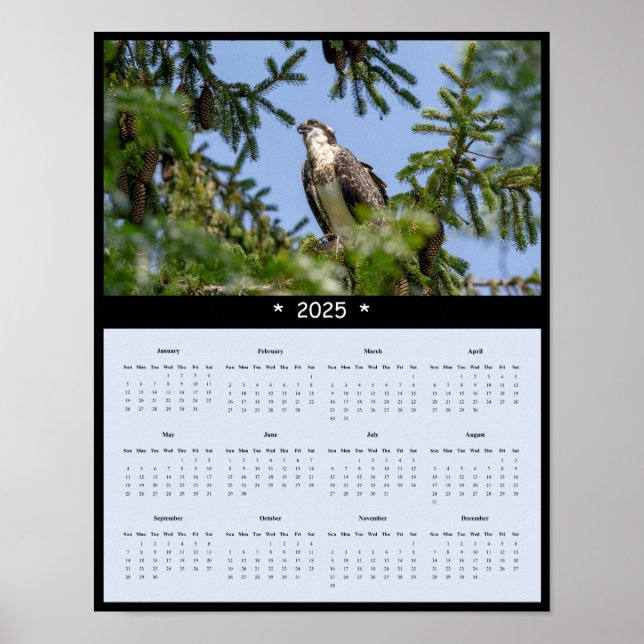 Poster du calendrier Osprey Wall 2025 (Devant)