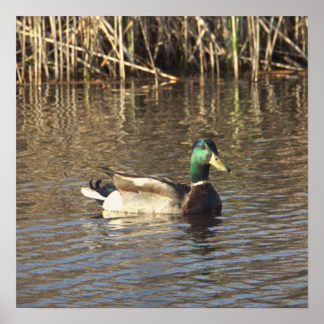 Poster du canard Mallard (Devant)
