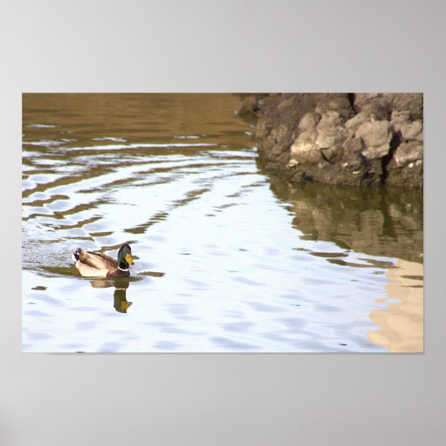Poster du canard Mallard (Devant)