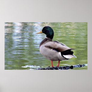 Poster du canard Mallard