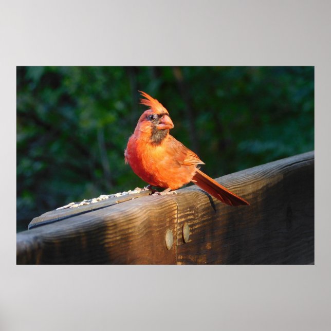 Poster du cardinal (Devant)