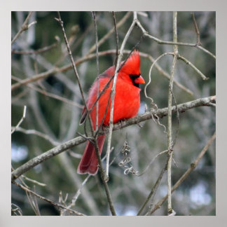 Poster du cardinal royal rouge 24x24