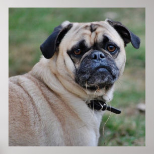 Poster du Carlin mignon