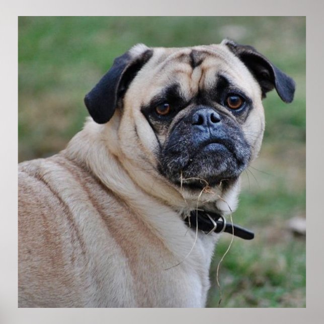 Poster du Carlin mignon (Devant)